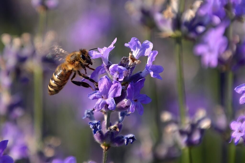 bee, insect, lavender-8113969.jpg