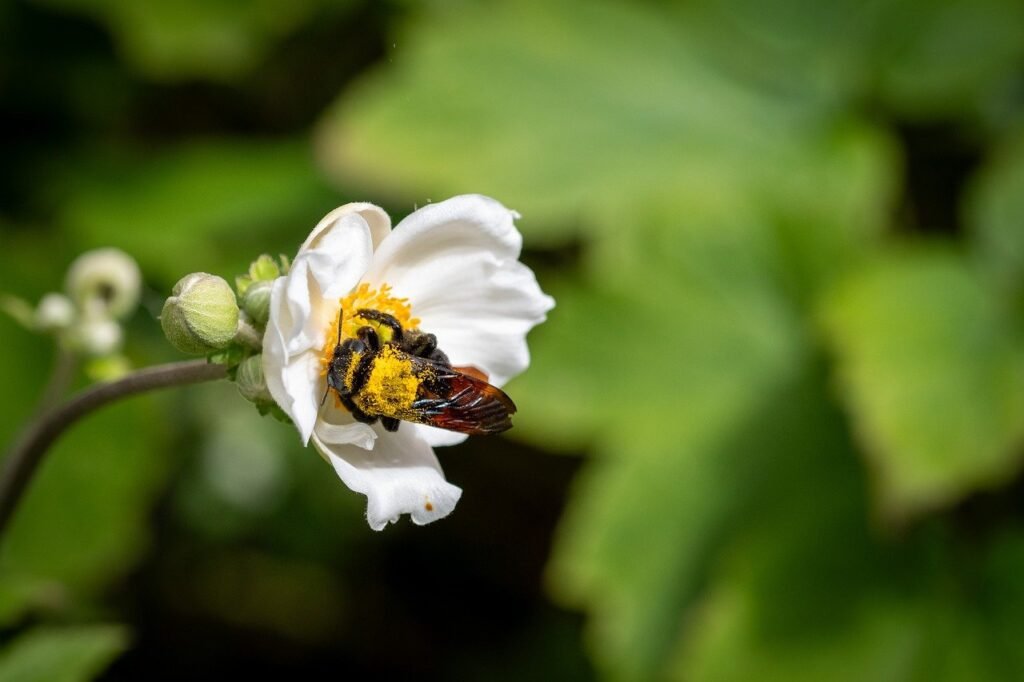 bug, laptop wallpaper, flower wallpaper-8503904.jpg