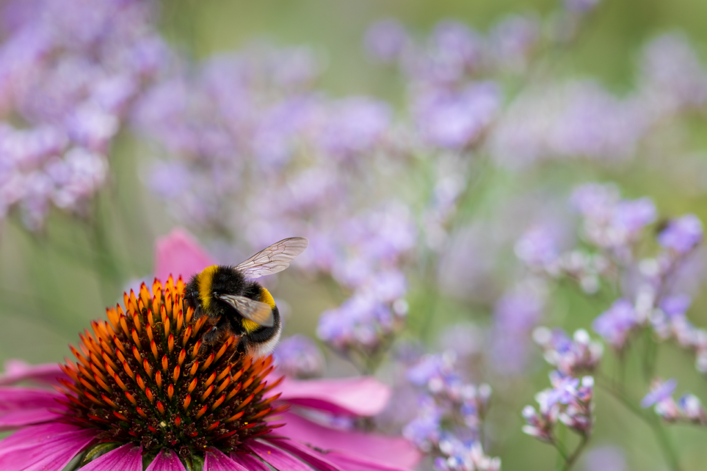 bumblebee, insect, pollinate-8503928.jpg