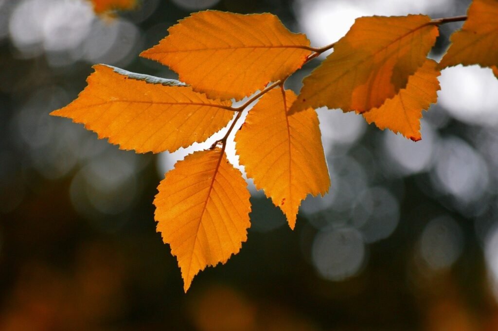 leaves, leaves leaves, deciduous tree-8336237.jpg