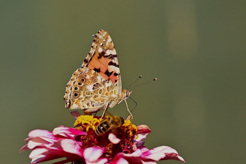 painted lady butterfly, butterfly, flower-8504461.jpg