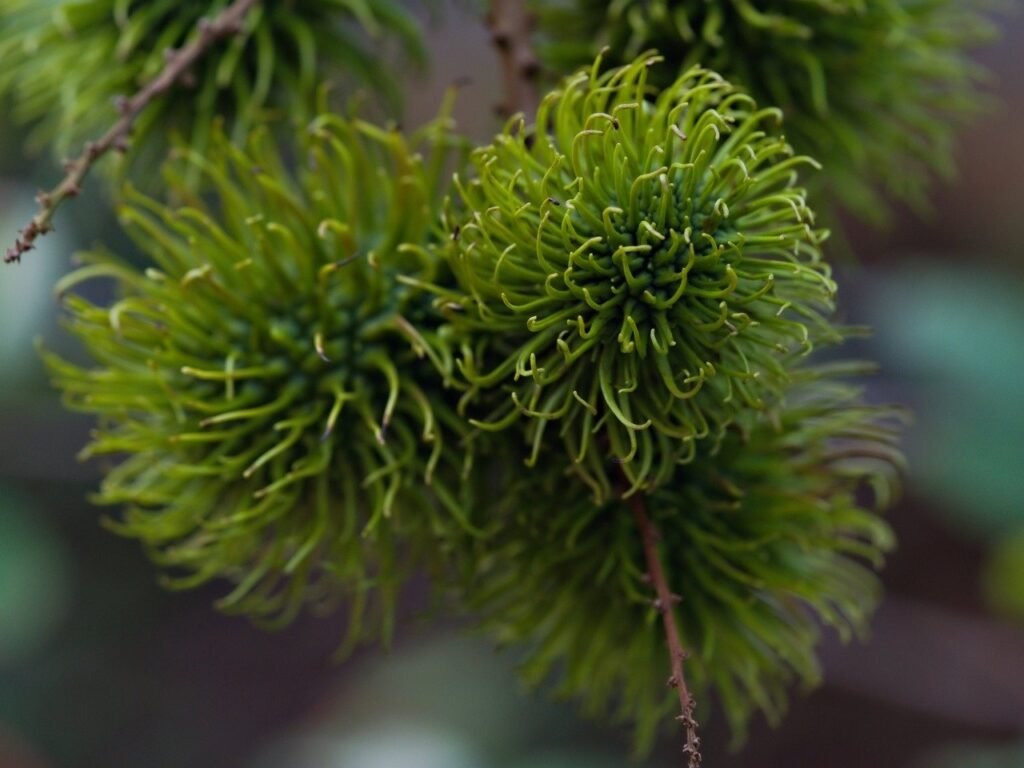 rambutan, fruit, food-8481174.jpg