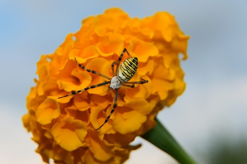 spider, striped cruciferous, flower-8474847.jpg