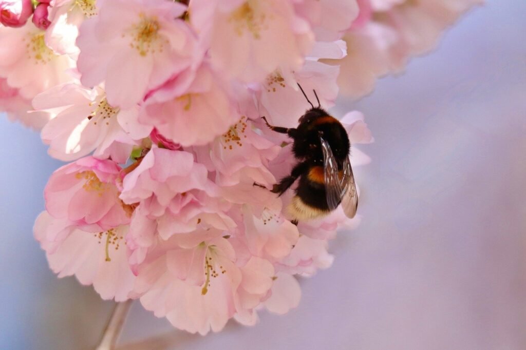 bumblebee, insect, flying insect-8657062.jpg