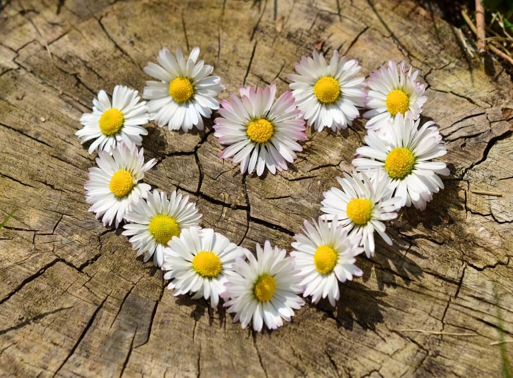 daisies, flower wallpaper, heart-712892.jpg