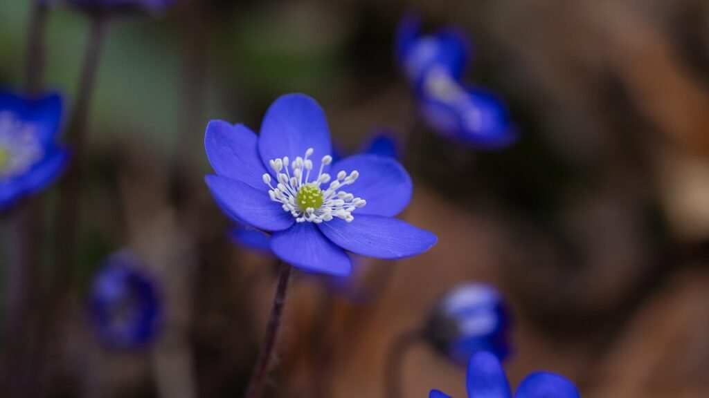 liverworts, liverflower, early bloomer-8616125.jpg