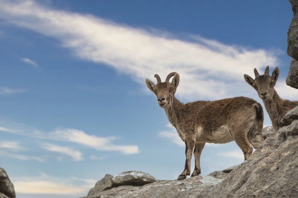 mountain goats, rocks, limestone-8643897.jpg