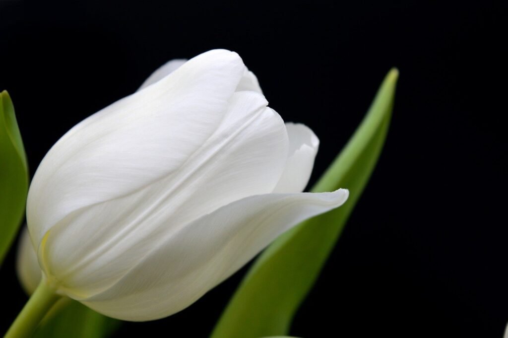 flower, laptop wallpaper, tulip-8559381.jpg