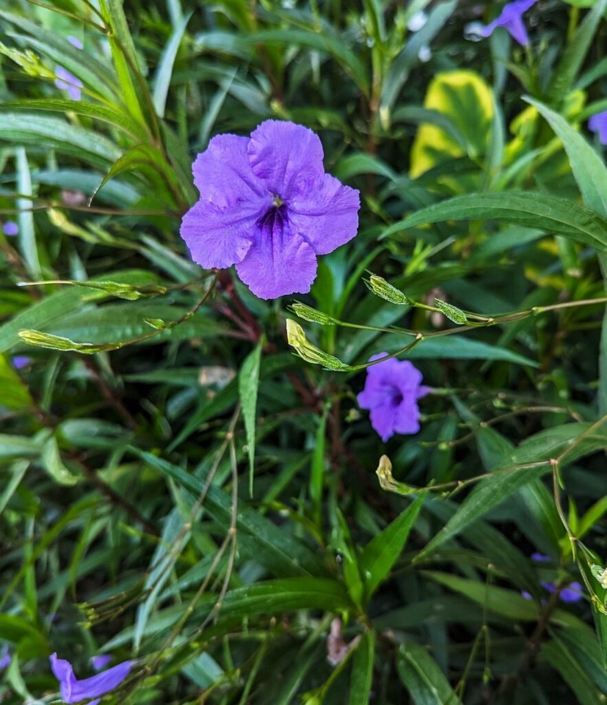 mexican petunia, flower background, nature-8675883.jpg